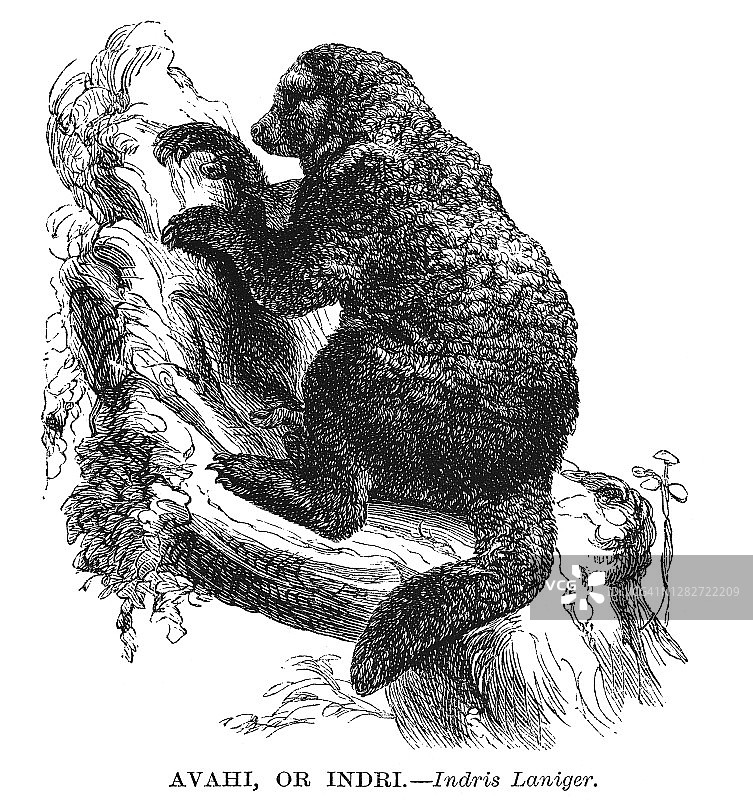 东方毛狐猴古老雕刻插图图片素材