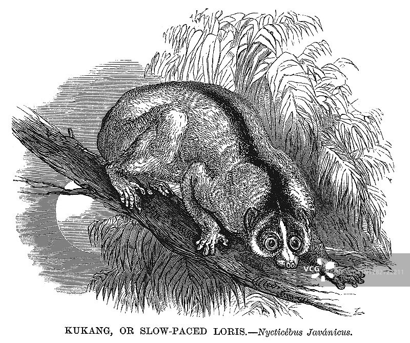 懒猴古老版画图片素材