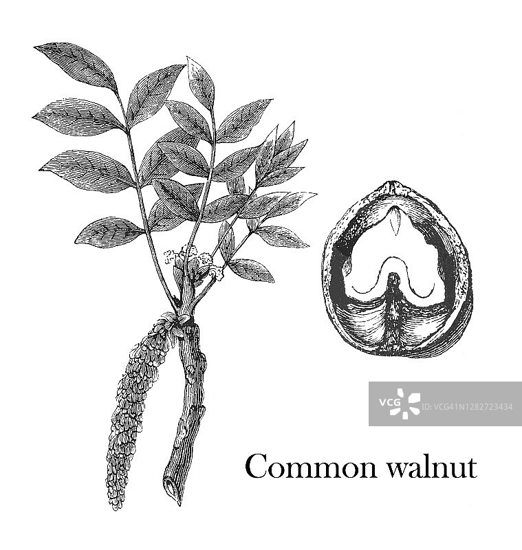 植物学古版画：胡桃图片素材