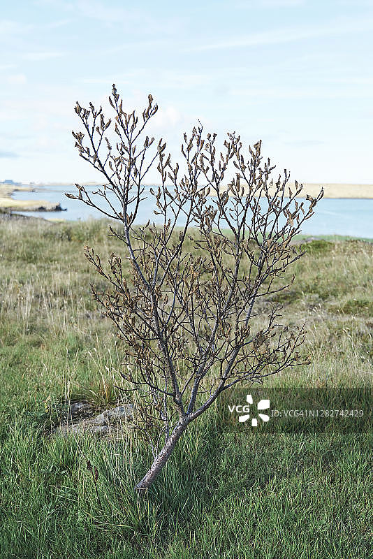 阳光下湖边草地上生长的小树图片素材