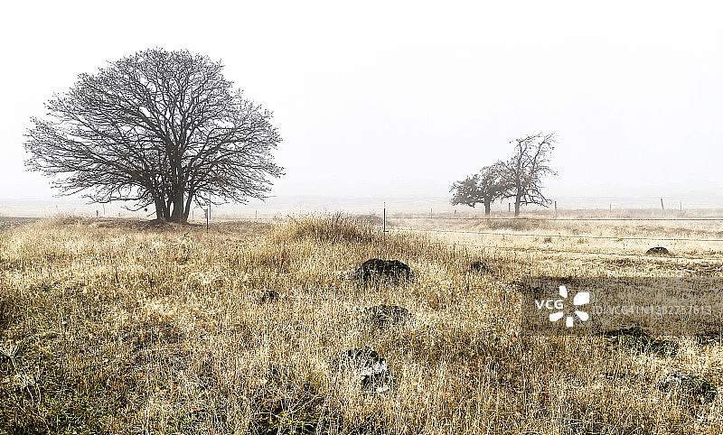 草地上光秃秃的树木场景图片素材