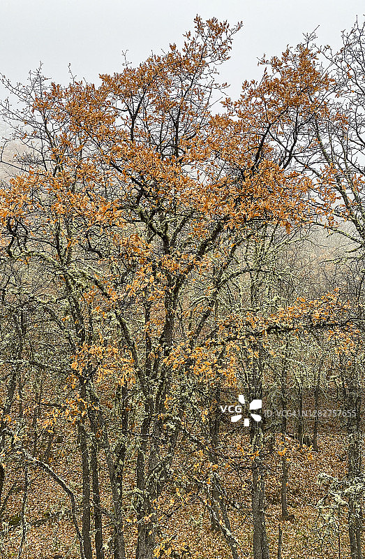 俄勒冈白栎的秋季森林图片素材