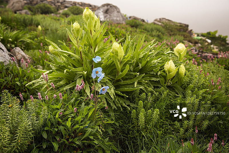 喜马拉雅蓝罂粟图片素材