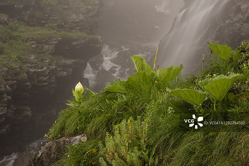 喜马拉雅山瀑布旁的雪莲花图片素材