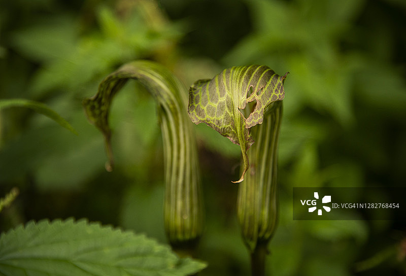 喜马拉雅山花谷中生长的天南星花图片素材