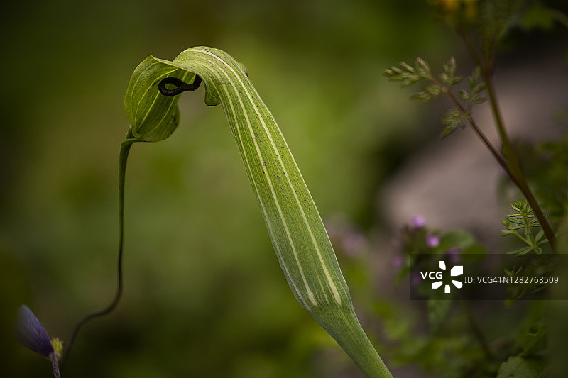 喜马拉雅花谷中的雅各布天南星花图片素材