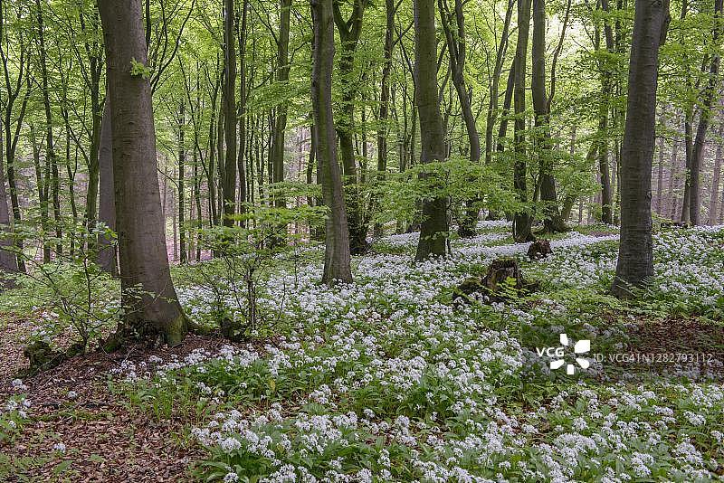 在德国北莱茵-威斯特法伦州条顿堡森林山毛榉林中盛开的熊葱图片素材