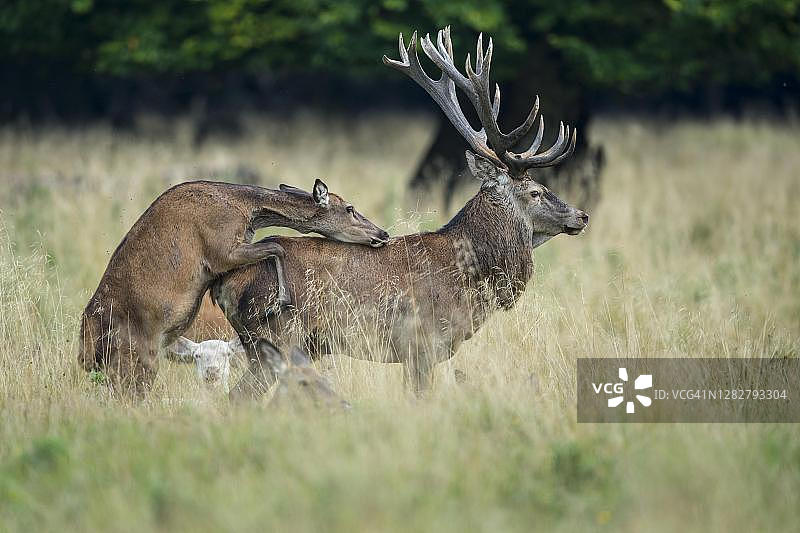 发情期马鹿图片素材