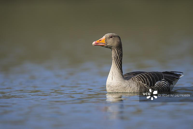 在湖面上漂浮的灰雁，德国下萨克森州汉诺威图片素材