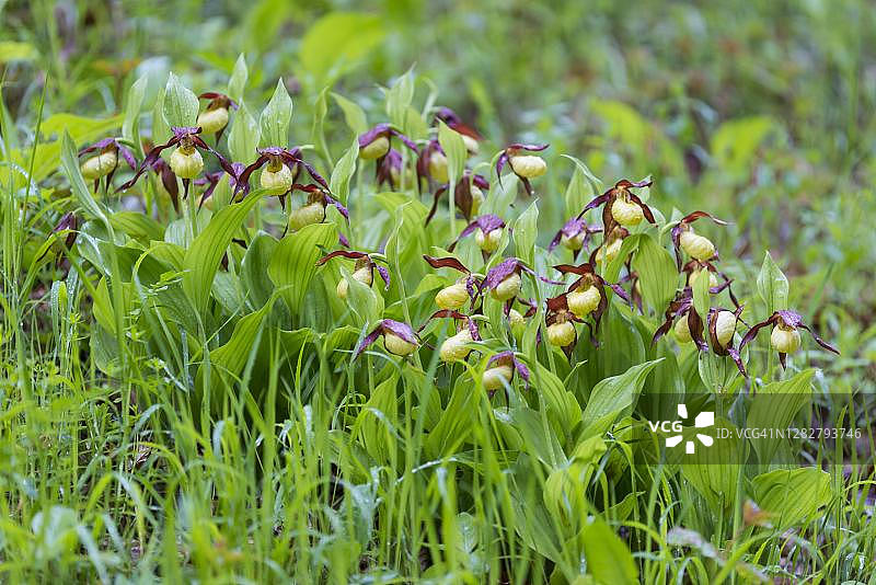 盛开的女士拖鞋兰(Cypripedium calceolus)图片素材