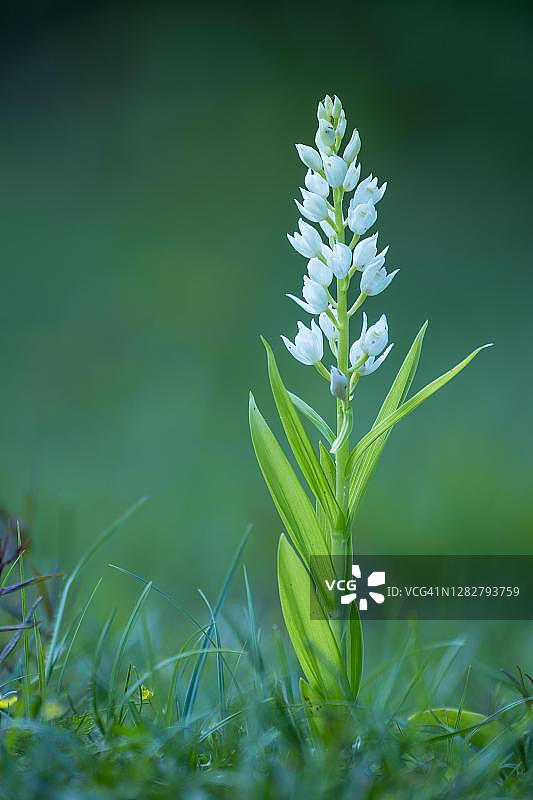 德国下萨克森州剑叶兰森林鸟类图片素材