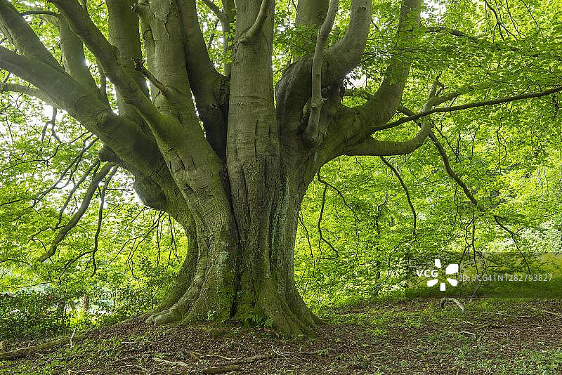 德国下萨克森州伦格里希条顿堡森林中的山毛榉图片素材