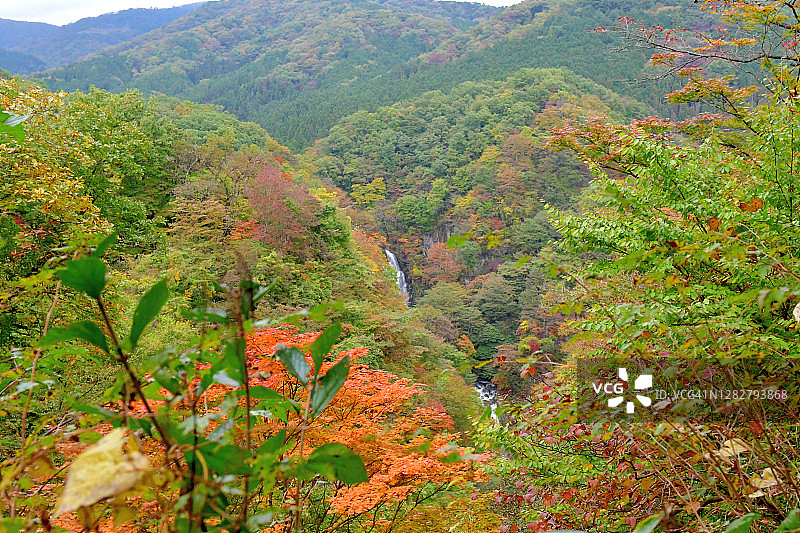 日本日光雾降瀑布的秋叶颜色图片素材