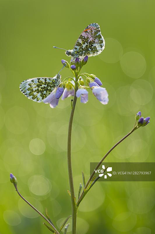 橙顶绢粉蝶在 flowering Cuckoo flower上，德国下萨克森图片素材