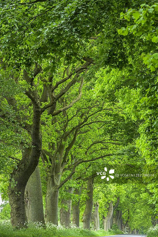 德国梅克伦堡-前波莫瑞，吕根岛：菩提树和栗子树图片素材