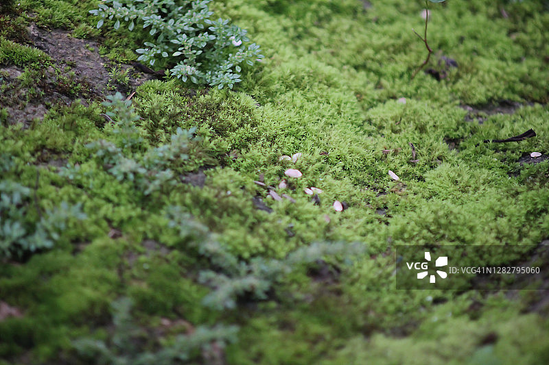 苔藓特写图片素材