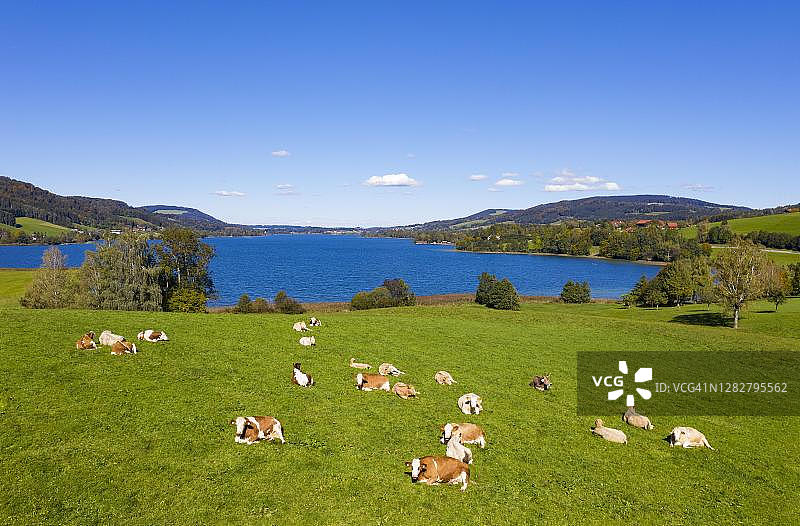 无人机拍摄：奥地利上奥地利州萨尔茨卡默古特地区，伊尔湖牧场上的牛群图片素材