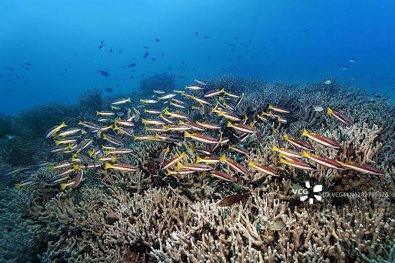 双斑 snapper鱼，泰国斯米兰群岛国家公园图片素材