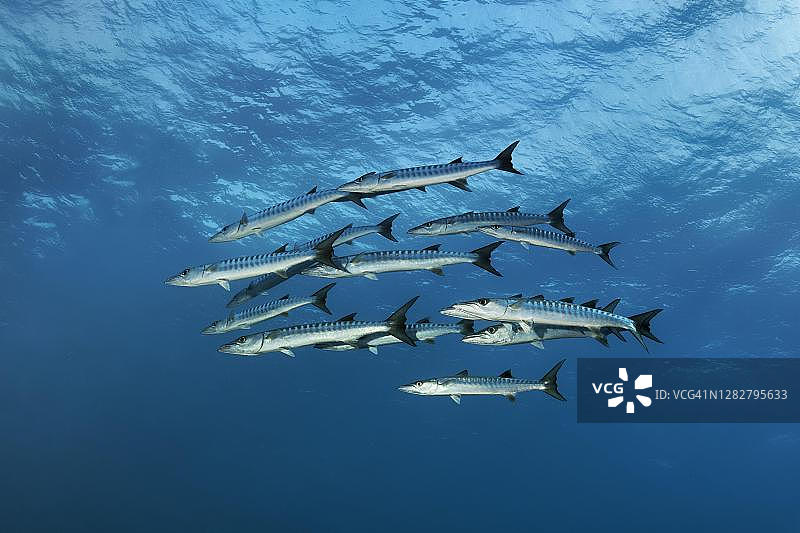 黑鳍金梭鱼群(Sphyraena qenie),在泰国攀牙府斯米兰群岛斯米兰国家公园的安达曼海开放海域中游泳图片素材