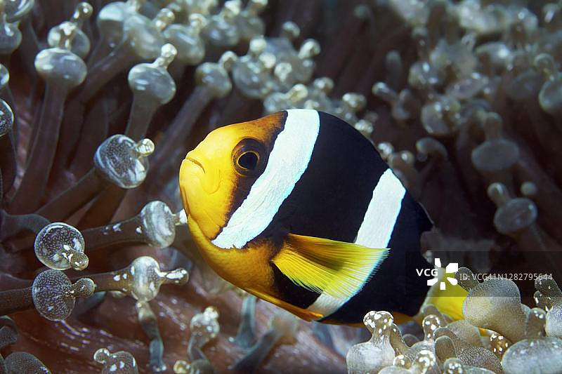 泰国斯米兰群岛国家公园的克氏海葵鱼图片素材