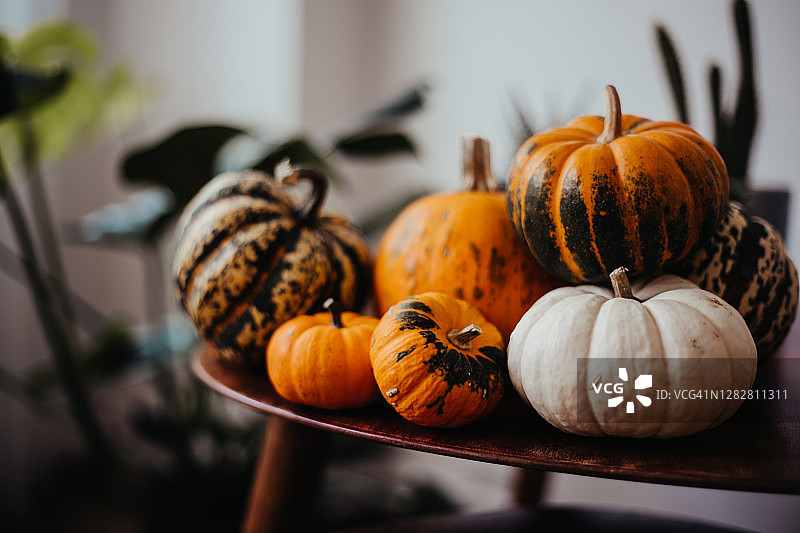 木头上的迷你南瓜图片素材