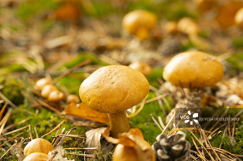 德国勃兰登堡松树林地上秋季蘑菇的微距摄影图片素材