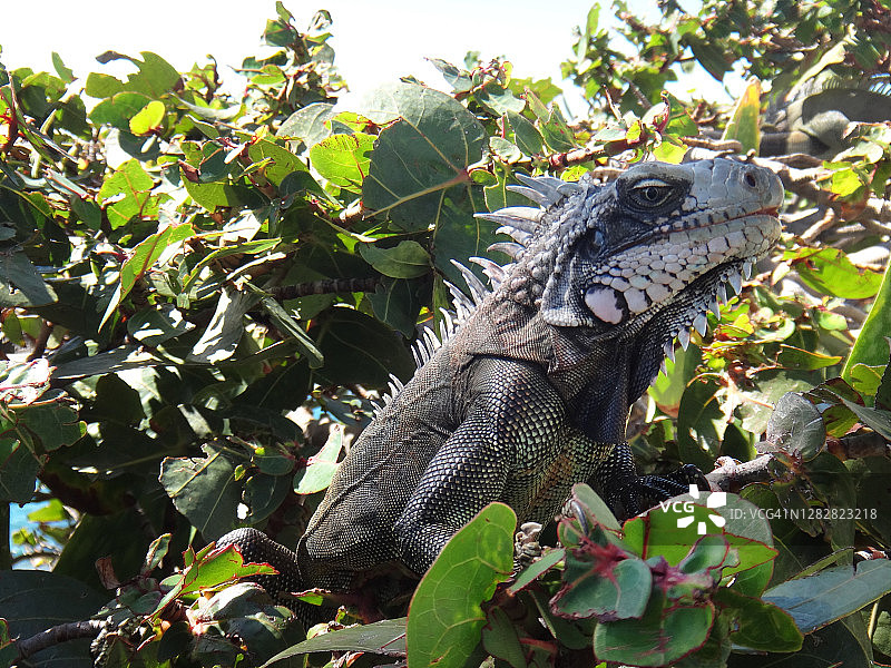 圣托马斯灌木丛中的鬣蜥，美属维尔京群岛图片素材