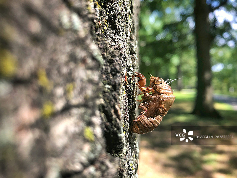 夏末纽约皇后区小巷池塘公园树干上的蝉蜕图片素材