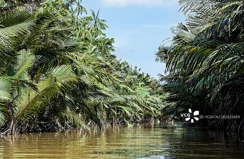 马来西亚沙巴州京那巴当岸河洪泛区图片素材