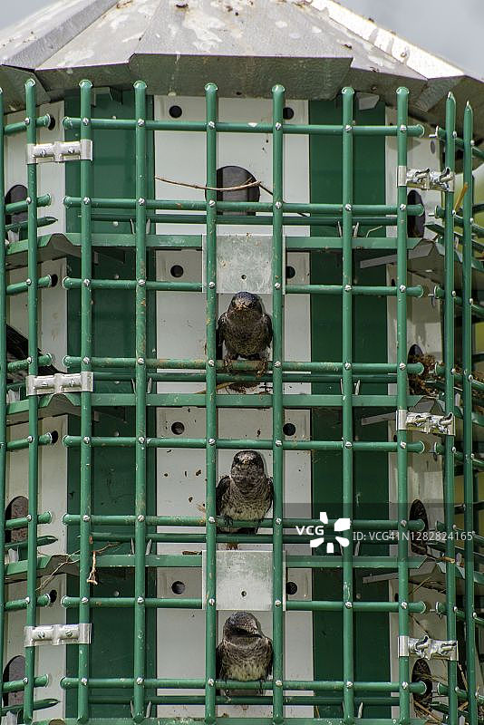 三只紫 মার্ট鸟从筑巢地探出头图片素材