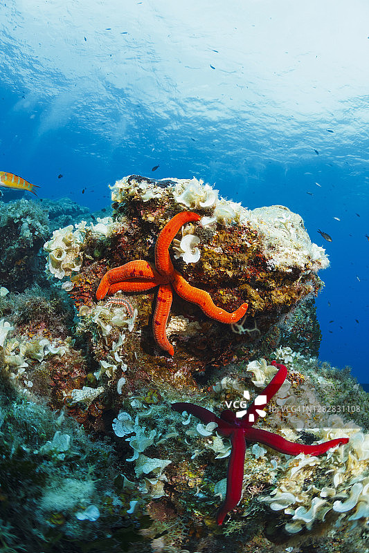 水生动物：海底生物，海星，地中海海底生物，水肺潜水员视角图片素材