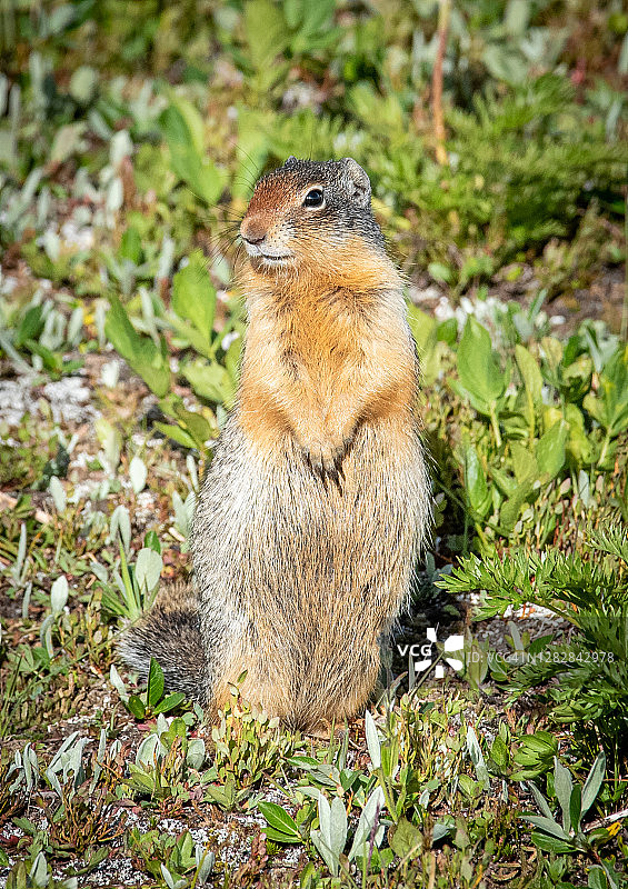 哥伦比亚地松鼠图片素材