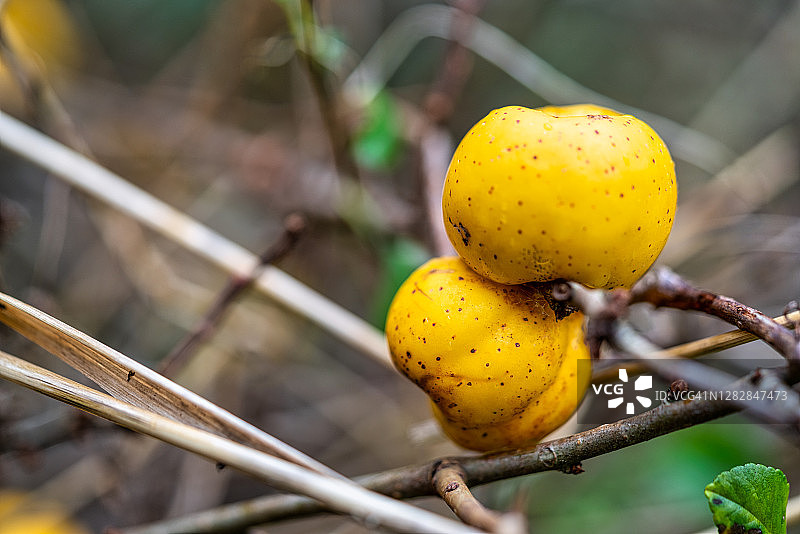 富含维生素且非常健康的倭海棠灌木的黄色果实图片素材