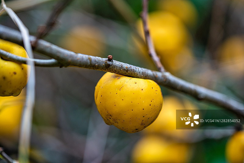 富含维生素且非常健康的倭海棠灌木的黄色果实图片素材