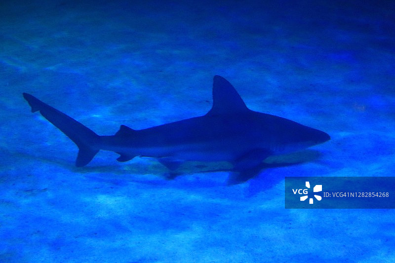 在水族箱底部游泳的鲨鱼图片素材