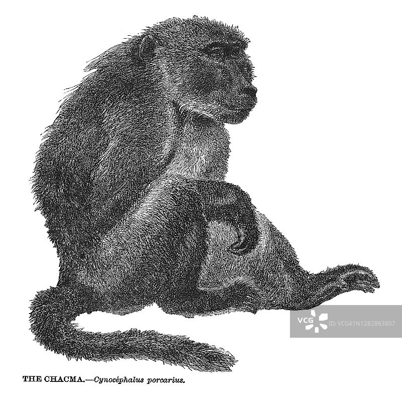 豚尾狒狒的古老雕刻插图图片素材