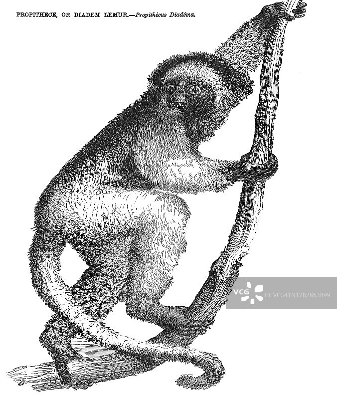 冕狐猴复古雕刻插画图片素材