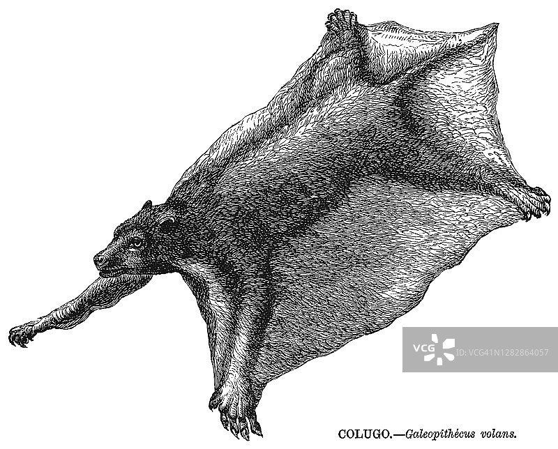菲律宾飞狐猴古老雕刻插图图片素材