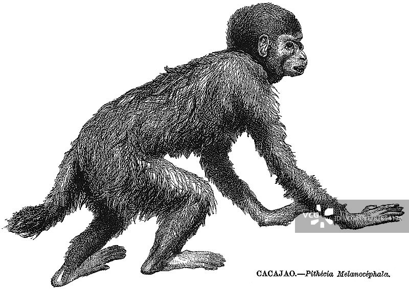 金背兀卡卡、黑头兀卡卡古老雕刻插图图片素材