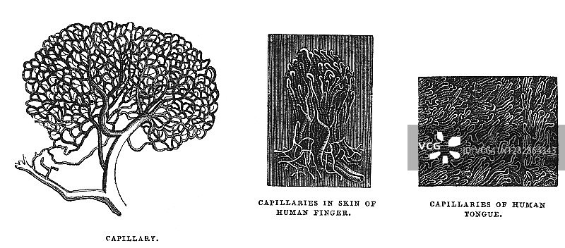 毛细血管古老雕刻插图图片素材
