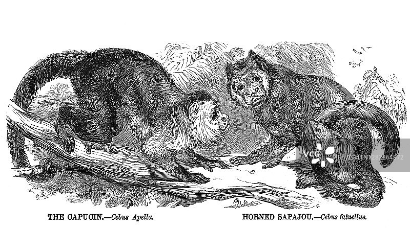 卷尾猴属和簇绒卷尾猴古老雕刻插图图片素材