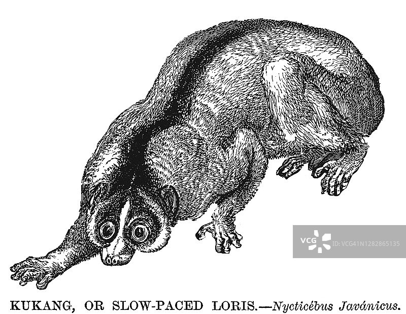 懒猴古老版画图片素材