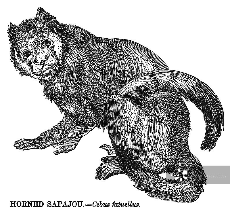 簇绒卷尾猴古老版画图片素材