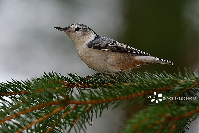 白胸鹟图片素材