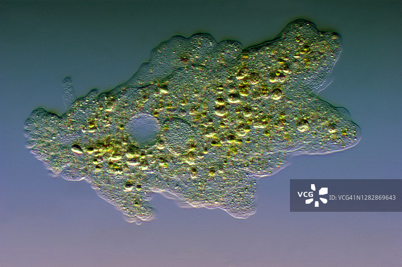 变形虫原生动物图片素材