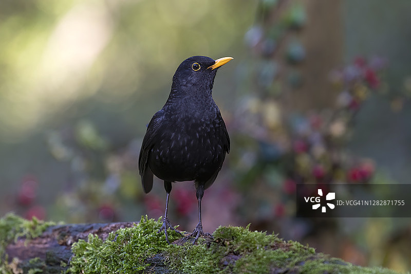 黑鸟（图尔杜斯·梅鲁拉）图片素材