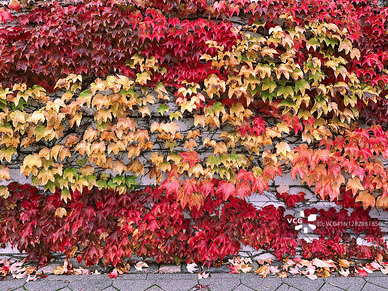 爬满色彩鲜艳秋叶的墙壁图片素材