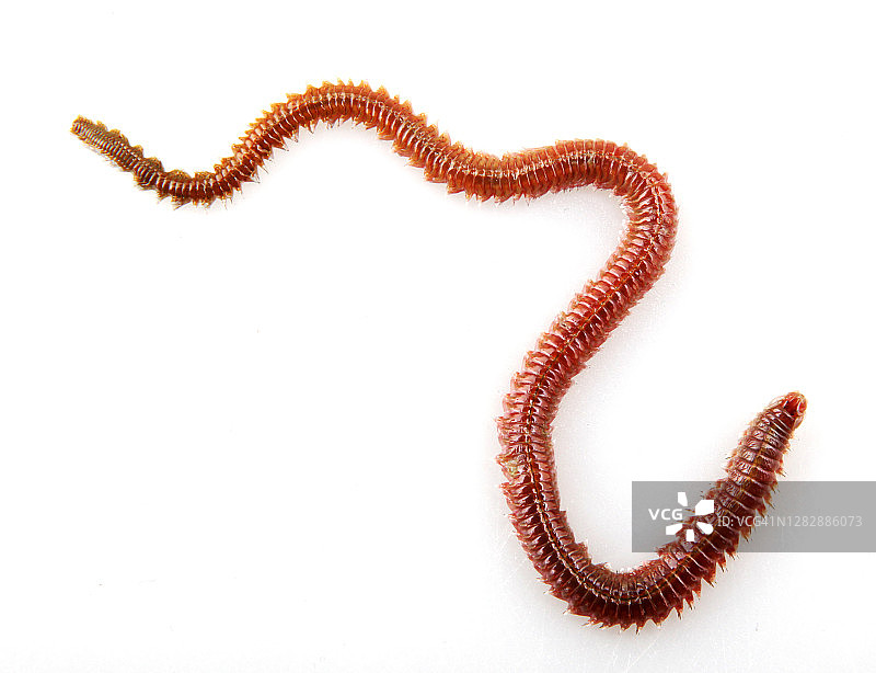 白色背景上的沙虫（Arenicola Marina）图片素材