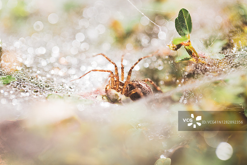 雨滴中蜘蛛网上的房屋蜘蛛特写图片素材