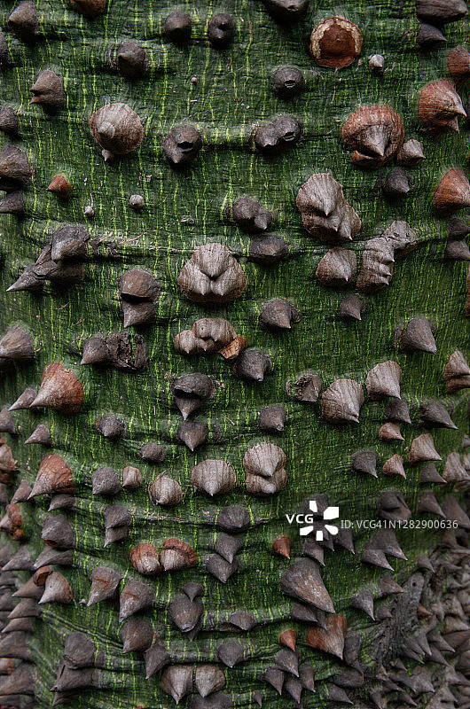 美丽异木棉带刺的树干图片素材